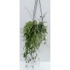 Hoya odetteae (VT, závěs 14cm)
