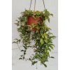 Hoya lacunosa (závěs 14cm)