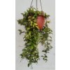 Hoya lacunosa (závěs 14cm)