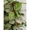 Hoya lacunosa 'silver leaf' (závěs)