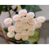 Hoya lacunosa 'Malay' (závěs, prům. 9cm)