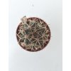 Gymnocalycium schickentdantsii