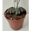 Haworthia maughanii x truncata (menší)