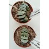 Haworthia maughanii x truncata (menší)