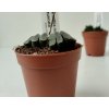 Haworthia maughanii x truncata (menší)
