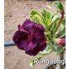rung tong