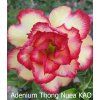 Adenium Thong Nuea Kao 0
