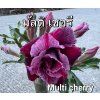 multi cherry 0