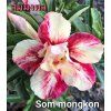 som mongkon