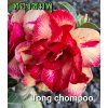 tong chompoo