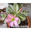 white marble