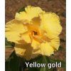 114.yellow gold 0