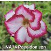 NA14 Poseidon don 0