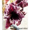 Adendium Small Wins 0