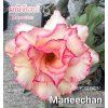 maneechan 0