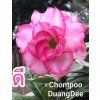 chompoo duangDee