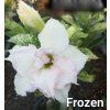 frozen