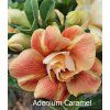 Adenium Caramel 0