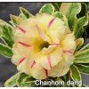 chanhom dang