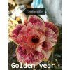 113.Golden year 0