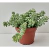 Sedum burrito