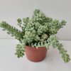 Sedum burrito