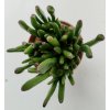 Crassula ovata 'Hobbit'