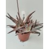 Aloe zebrina 'Pink Blush' (trs)