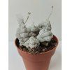 Crassula 'Moonstone'