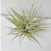 Tillandsia geminiflora (XL)