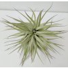 Tillandsia geminiflora (XL)