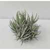 Tillandsia loliacea (velký trs)