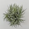 Tillandsia loliacea (velký trs)