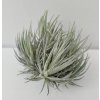 Tillandsia loliacea (velký trs)