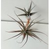 Tillandsia murorum #2