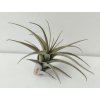 Tillandsia murorum #10