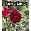 NA12 thongTung