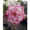 carnation