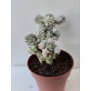 Euphorbia mammillaris 'variegata' (větší)