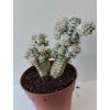 Euphorbia mammillaris 'variegata' (větší)