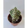 Crassula 'Moonglow'