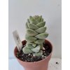 Crassula 'Moonglow'