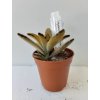 Kalanchoe tomentosa 'Golden Girl'