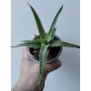 Aloe arborescens