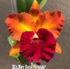 RLC HeySongOrange