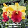 RLC MissThailand Panadda