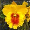 RLC NP Gold