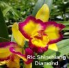 RLC ShinshangDiamond