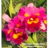 Rlc SiamGoldenFlare WinterRainbow