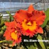 RLC SiamOrange
